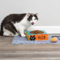 Make Your Own Pet Dish -Bright Minds Store make your own pet dish14255778 a05
