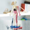 Squishy Human Body