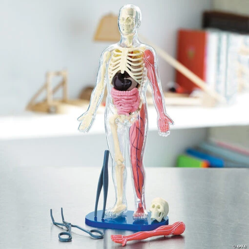 Squishy Human Body